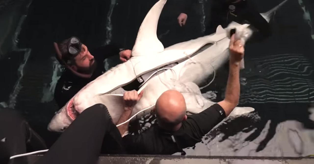 How do you film a shark in Paris?  The making of Sous la Seine